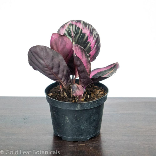 Calathea Roseopicta Care