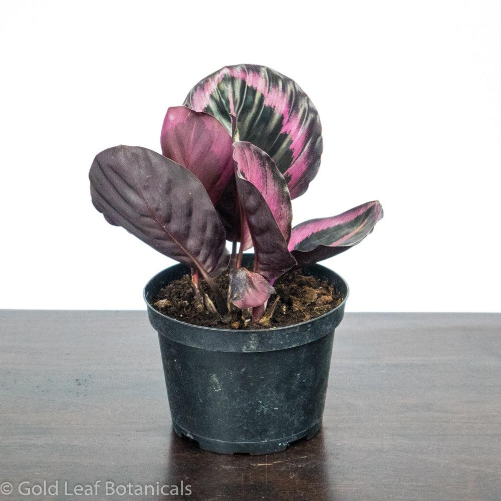 Calathea Roseopicta Care