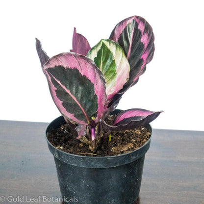 Buy Calathea Roseopicta