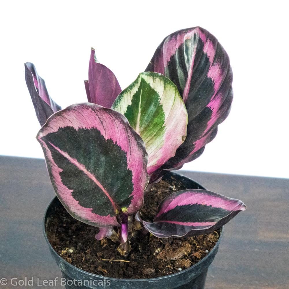 Calathea Roseopicta For Sale