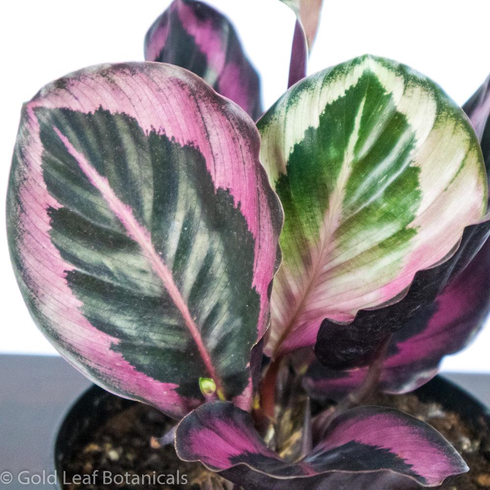 Calathea Roseopicta Ontario Canada