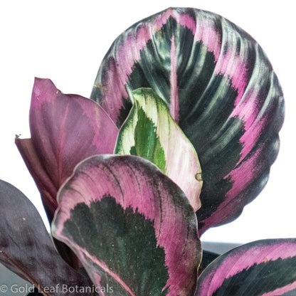 Calathea Roseopicta Water and Sun