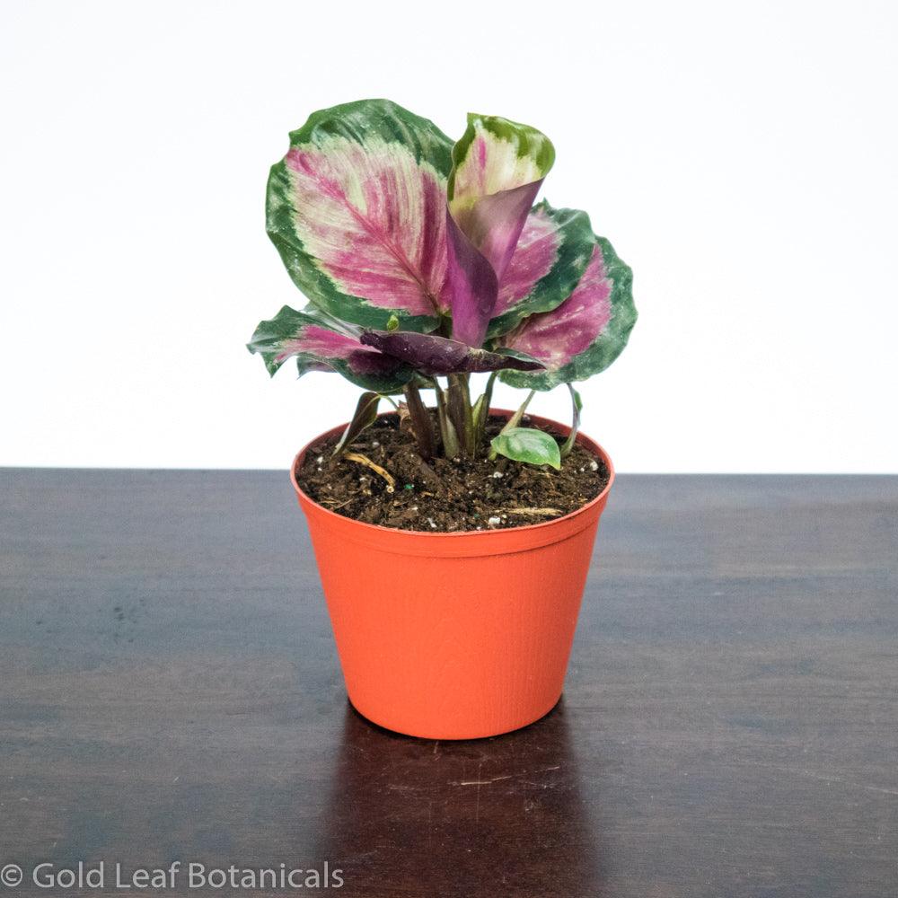 Calathea Roseopicta Rosie Care