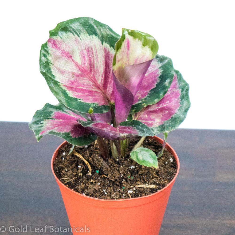 Buy Calathea Roseopicta Rosie