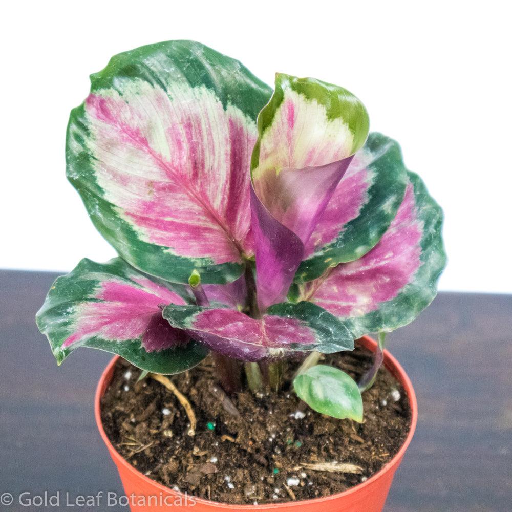 Calathea Roseopicta Rosie For Sale