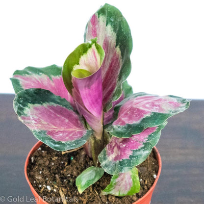 Calathea Roseopicta Rosie Ontario Canada