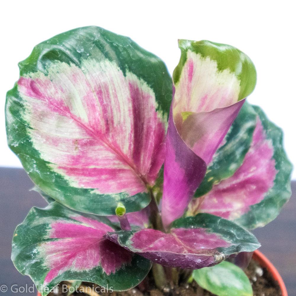 Calathea Roseopicta Rosie Water and Sun