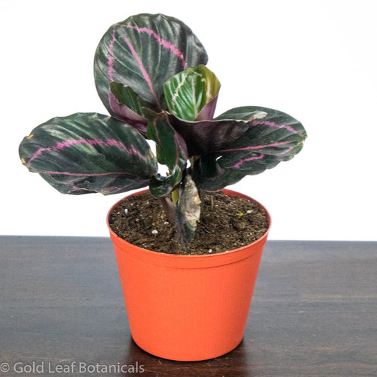 Calathea Roseopicta Dottie Care