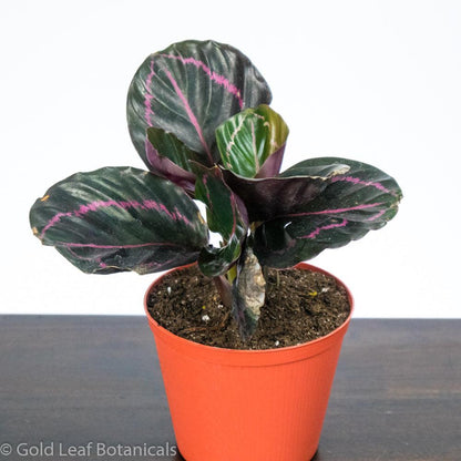 Buy Calathea Roseopicta Dottie