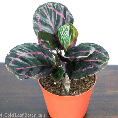 Calathea Roseopicta Dottie For Sale