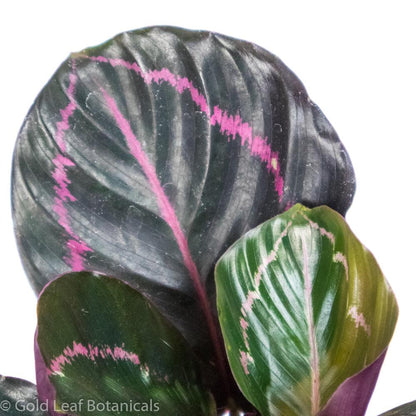 Calathea Roseopicta Dottie Ontario Canada