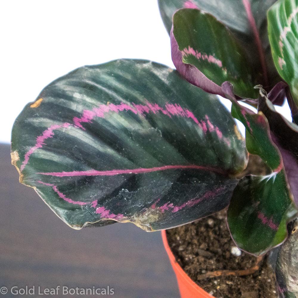 Calathea Roseopicta Dottie Water