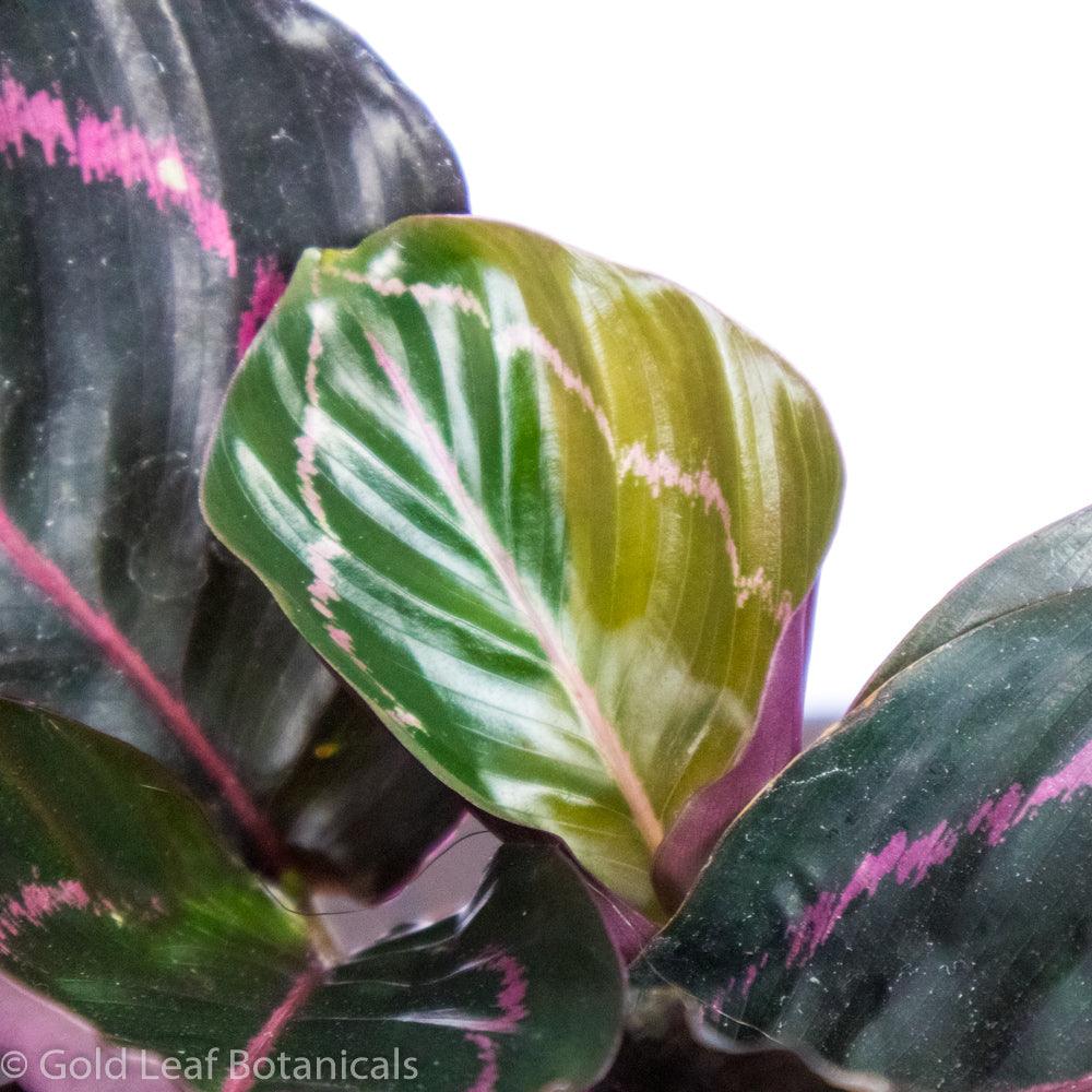 Calathea Roseopicta Dottie Sun