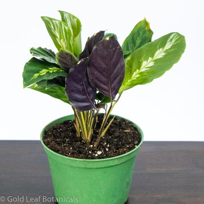 Calathea Misto Care