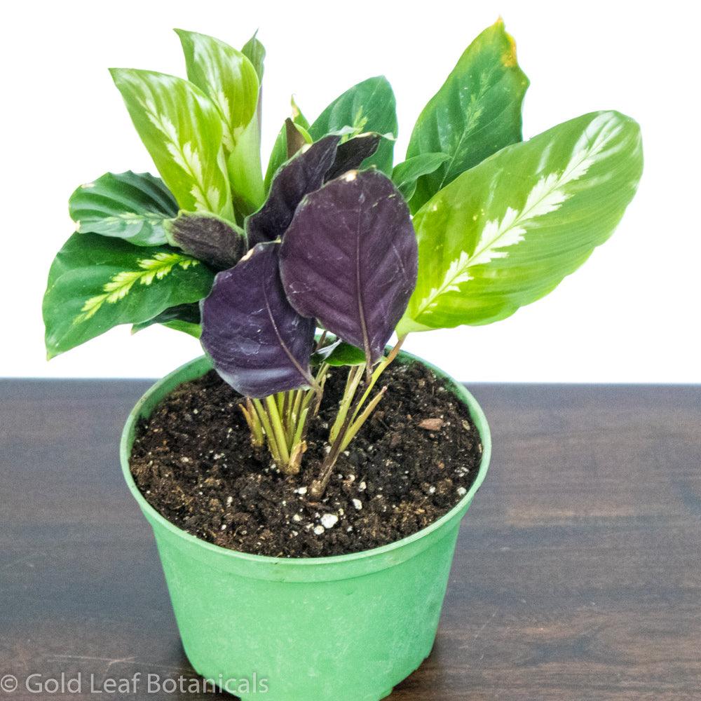 Buy Calathea Misto