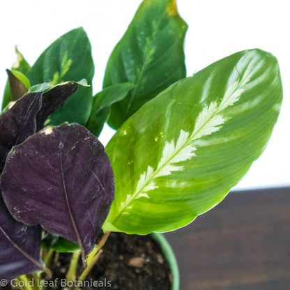 Calathea Misto For Sale