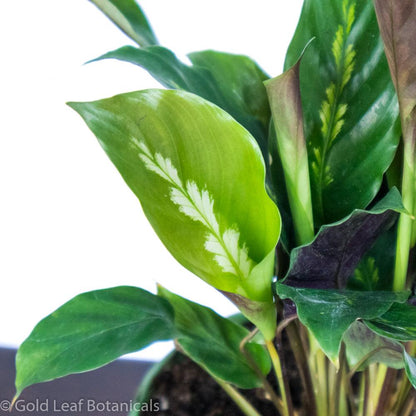 Calathea Misto Water and Sun