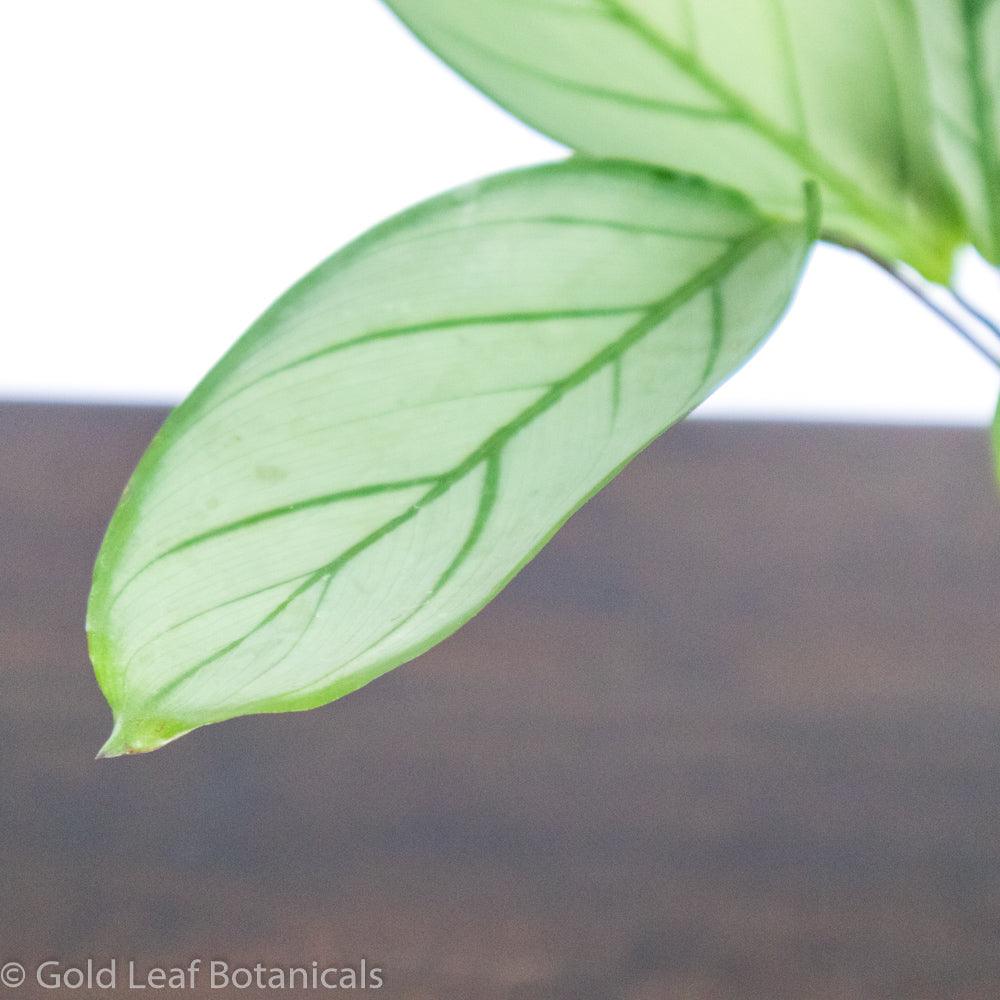 Calathea Grey Star - Gold Leaf Botanicals