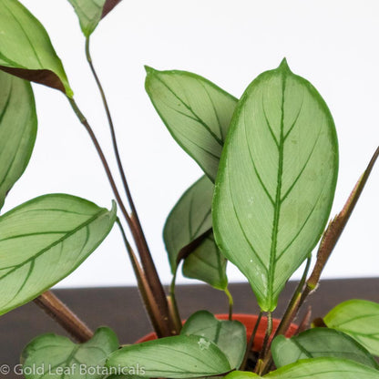 Calathea Grey Star - Gold Leaf Botanicals