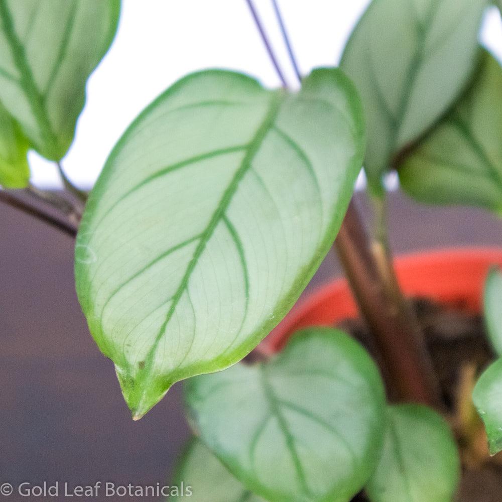 Calathea Grey Star - Gold Leaf Botanicals