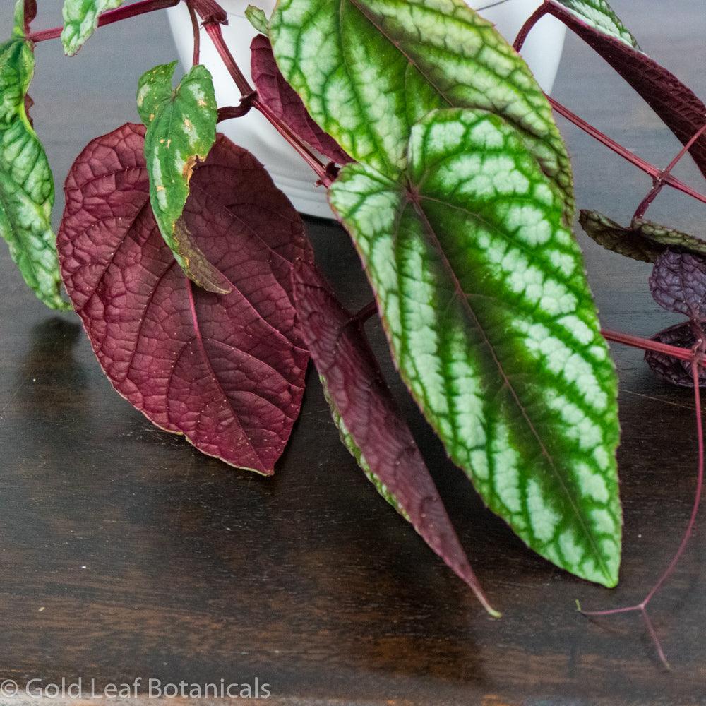 Cissus Discolour - Gold Leaf Botanicals