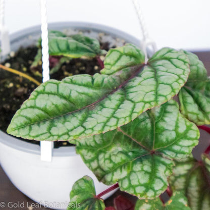 Cissus Discolour - Gold Leaf Botanicals