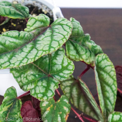 Cissus Discolour - Gold Leaf Botanicals