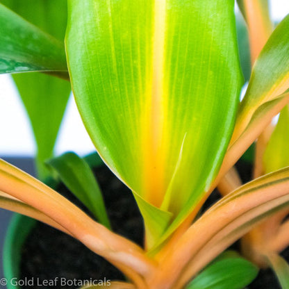orange mandarin spider plant care Mandarin Spider Care