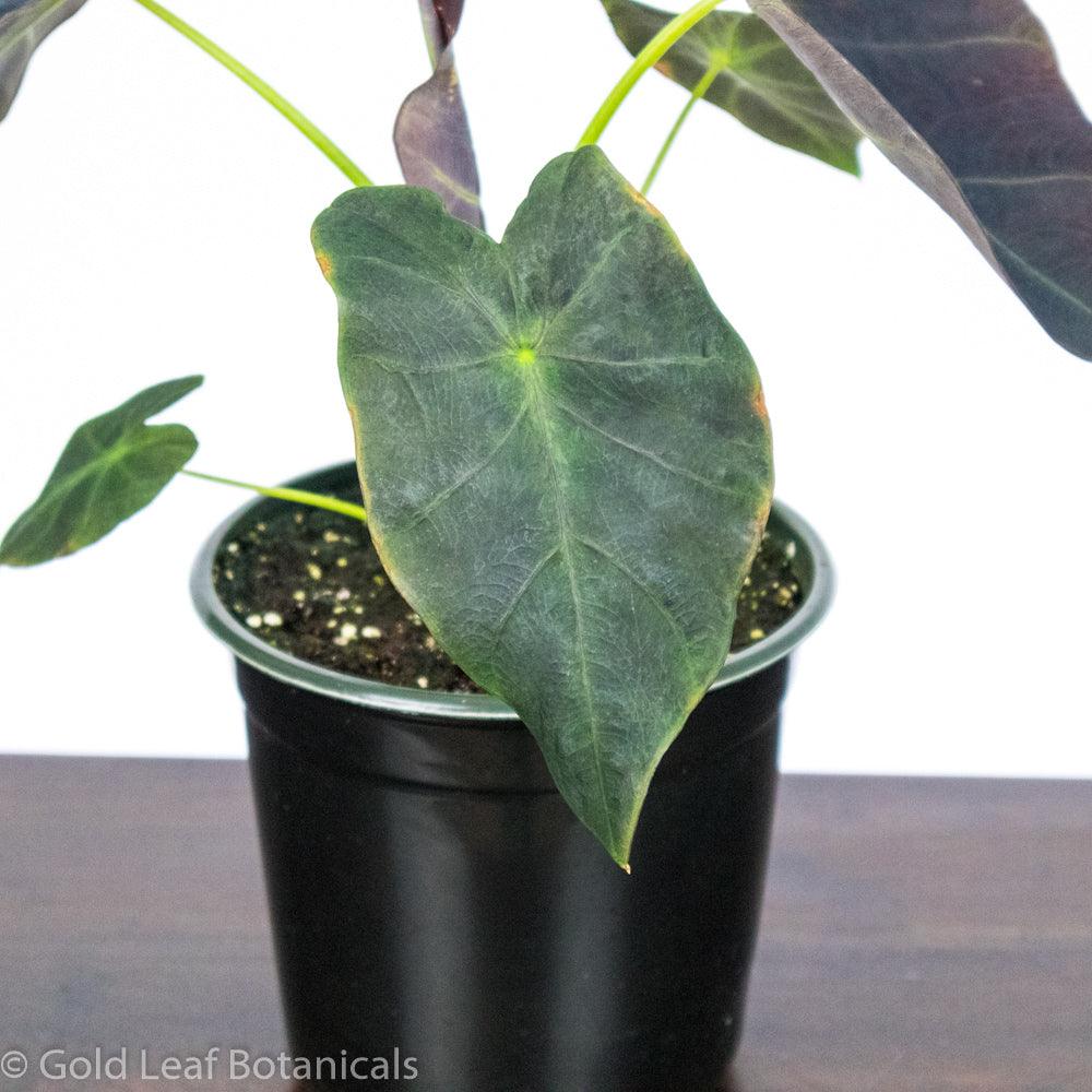 Colocasia Black Magic - Gold Leaf Botanicals