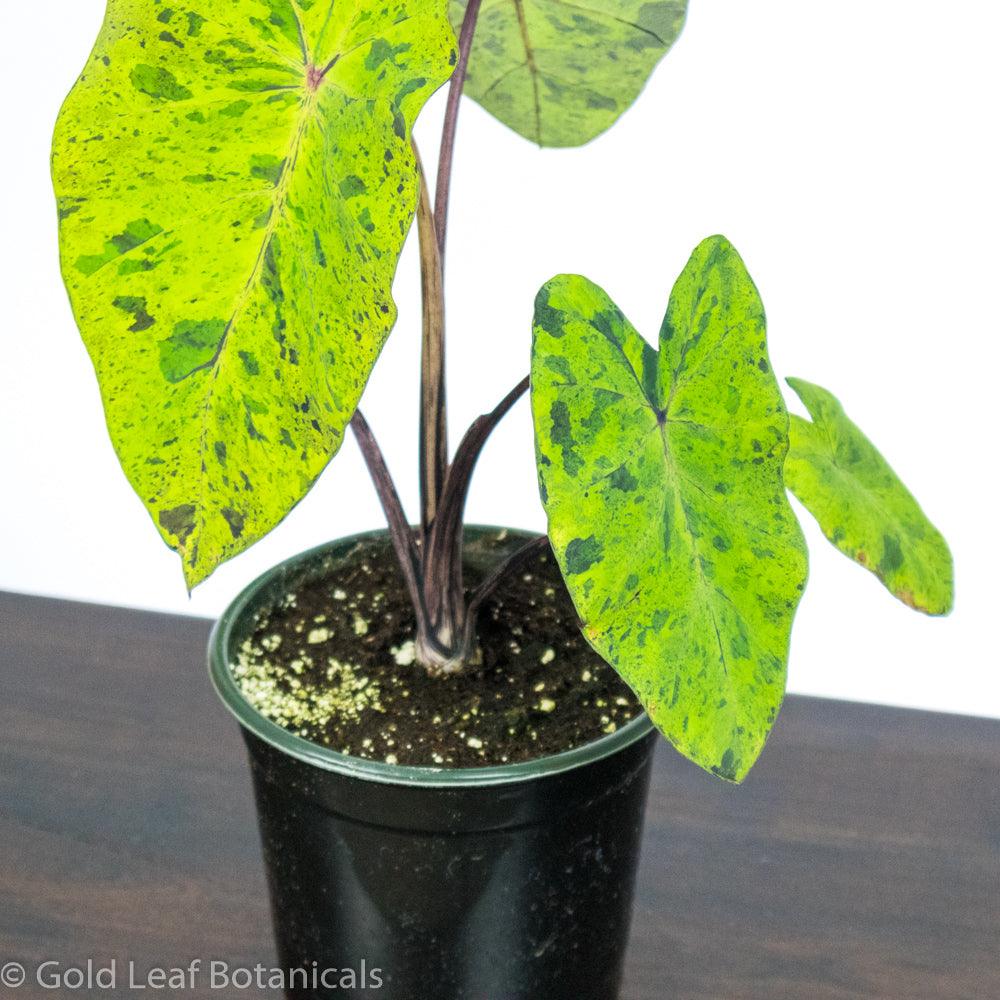 PreOrder Now! Colocasia Mojito - Gold Leaf Botanicals