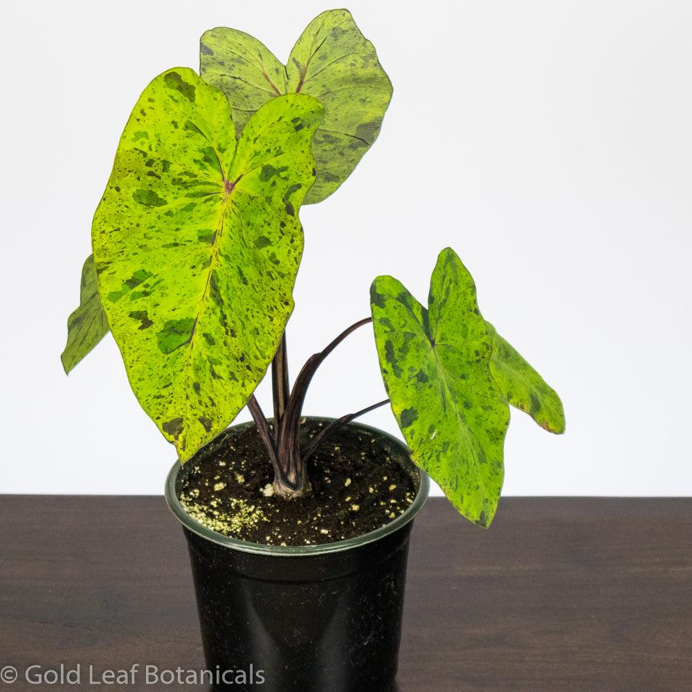 PreOrder Now! Colocasia Mojito - Gold Leaf Botanicals