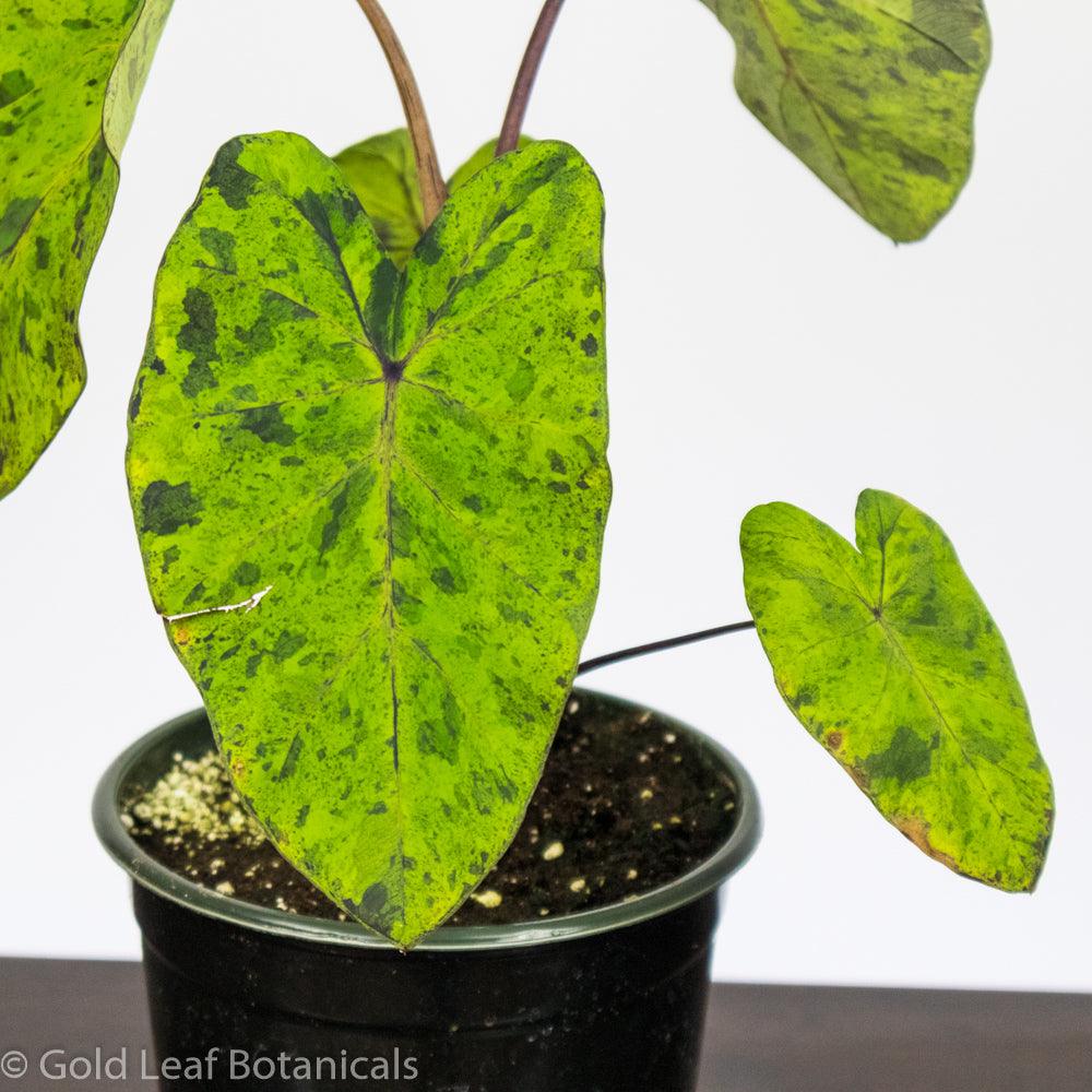 PreOrder Now! Colocasia Mojito - Gold Leaf Botanicals