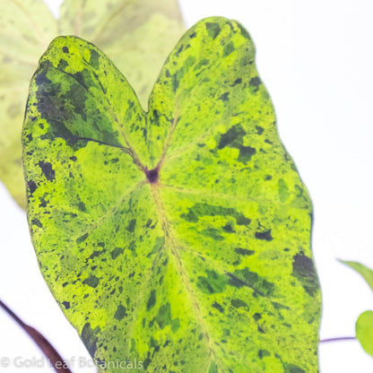 PreOrder Now! Colocasia Mojito - Gold Leaf Botanicals