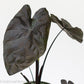 Colocasia Black Beauty - Gold Leaf Botanicals
