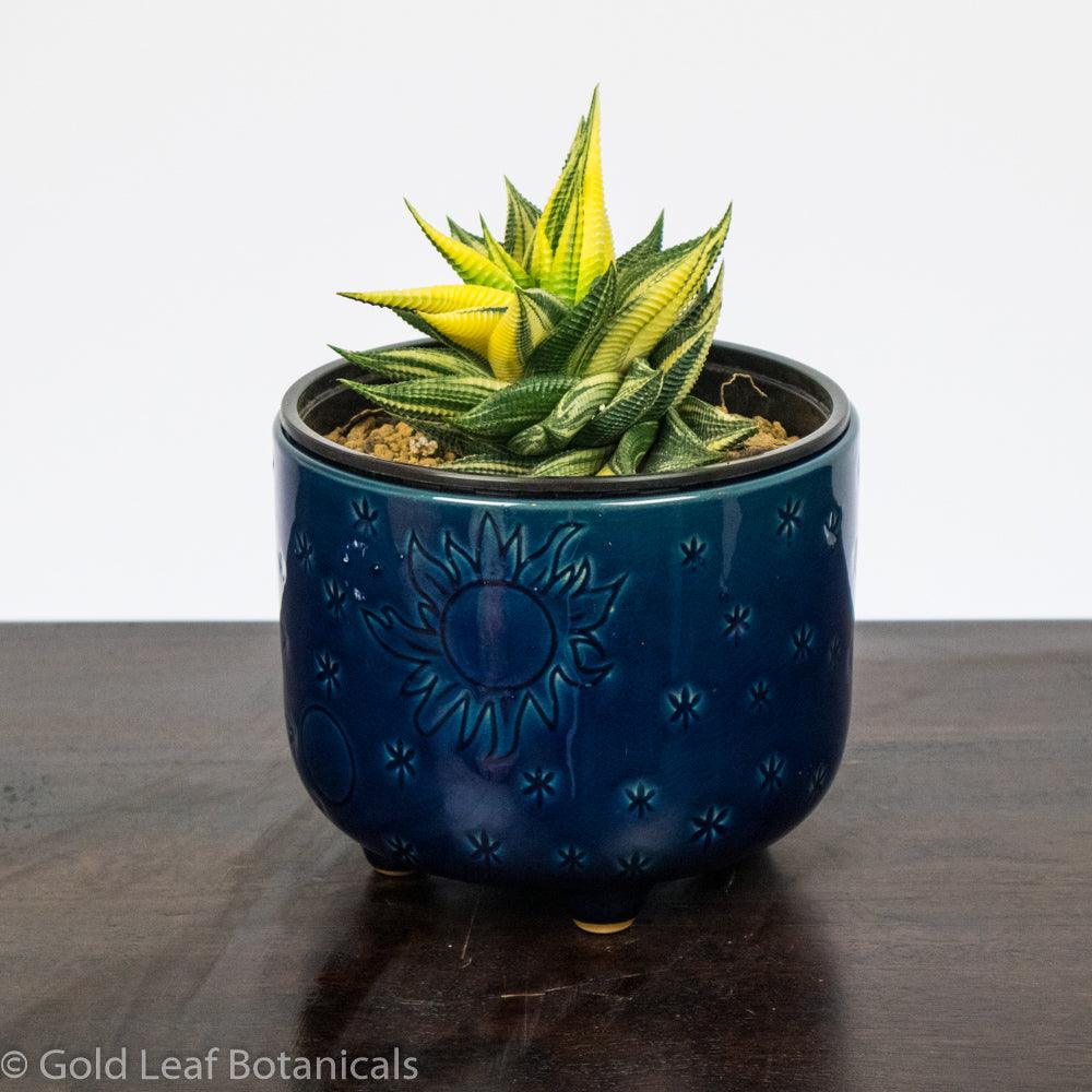 Variegated Haworthia Limifolia - Gold Leaf Botanicals