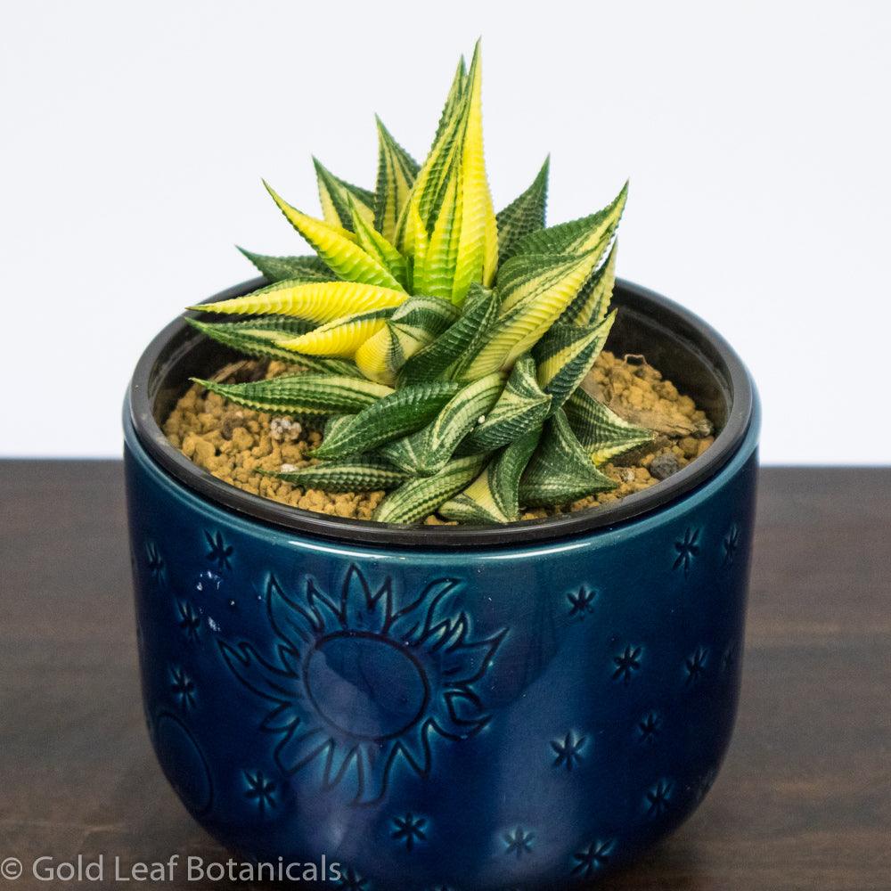 Variegated Haworthia Limifolia - Gold Leaf Botanicals