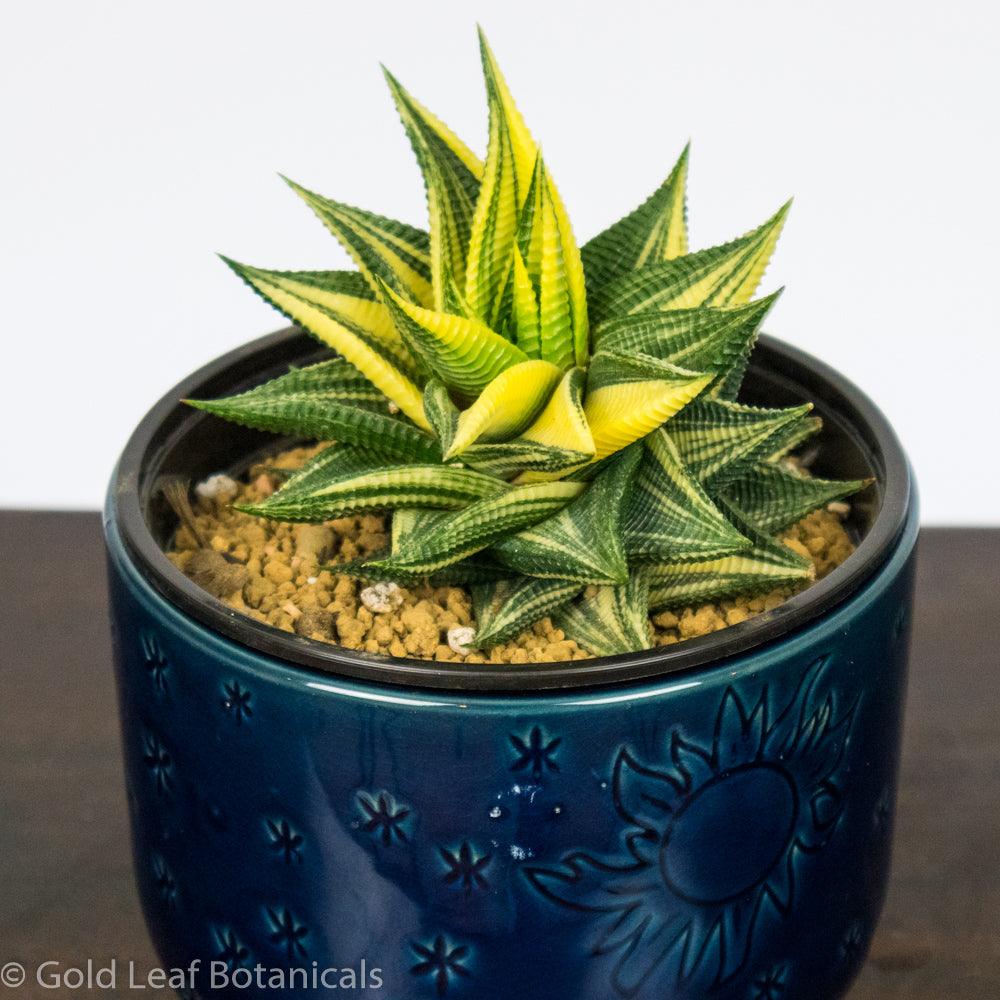 Variegated Haworthia Limifolia - Gold Leaf Botanicals