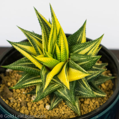 Variegated Haworthia Limifolia - Gold Leaf Botanicals