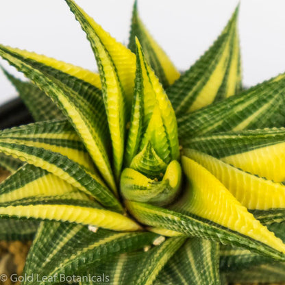 Variegated Haworthia Limifolia - Gold Leaf Botanicals