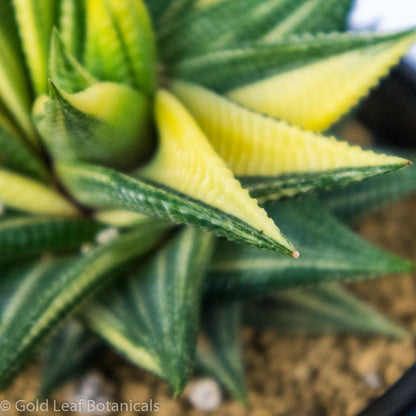 Variegated Haworthia Limifolia - Gold Leaf Botanicals