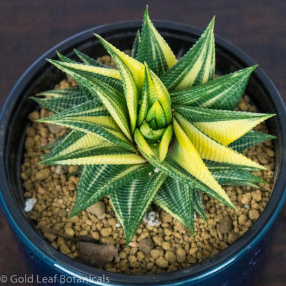 Variegated Haworthia Limifolia - Gold Leaf Botanicals