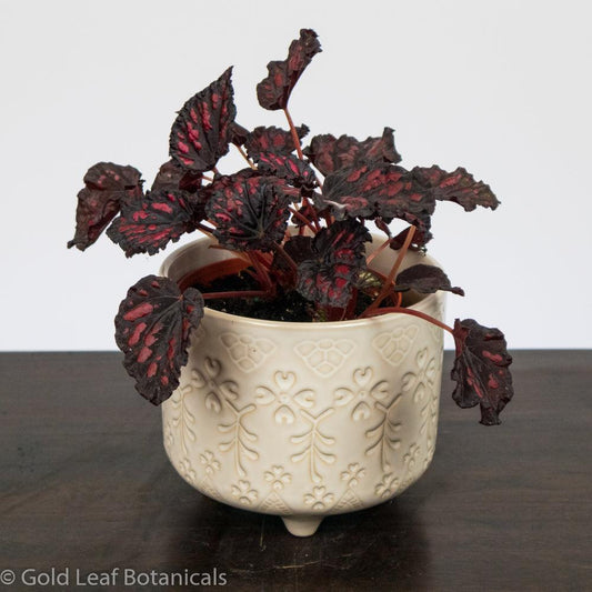Begonia Rex Rumba - Gold Leaf Botanicals