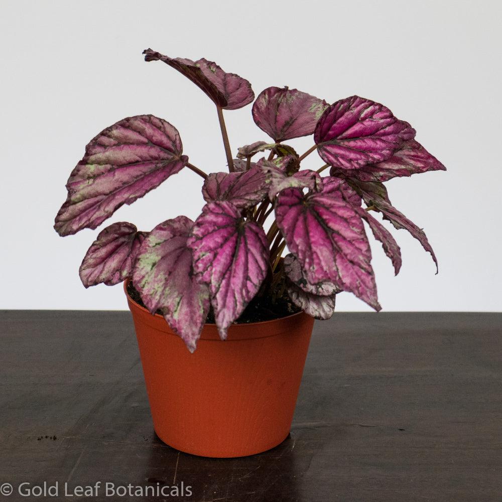 Begonia Rex Salsa - Gold Leaf Botanicals