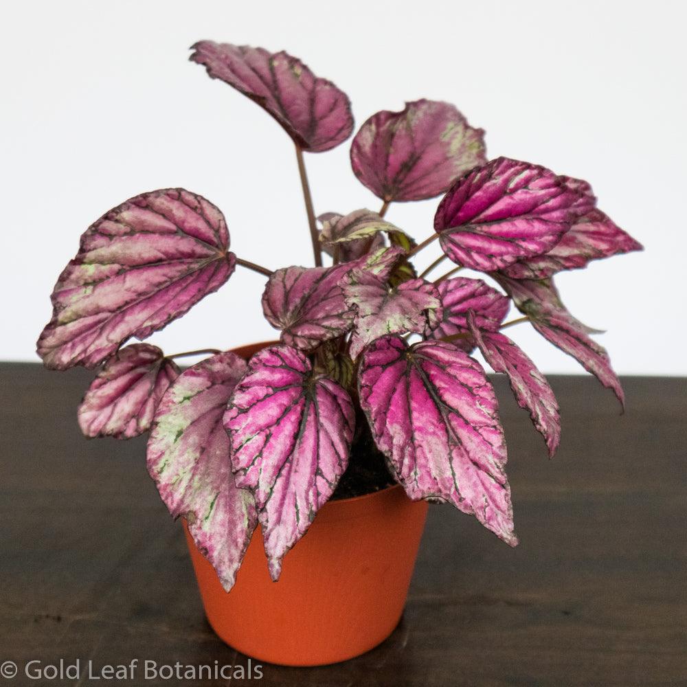 Begonia Rex Salsa - Gold Leaf Botanicals