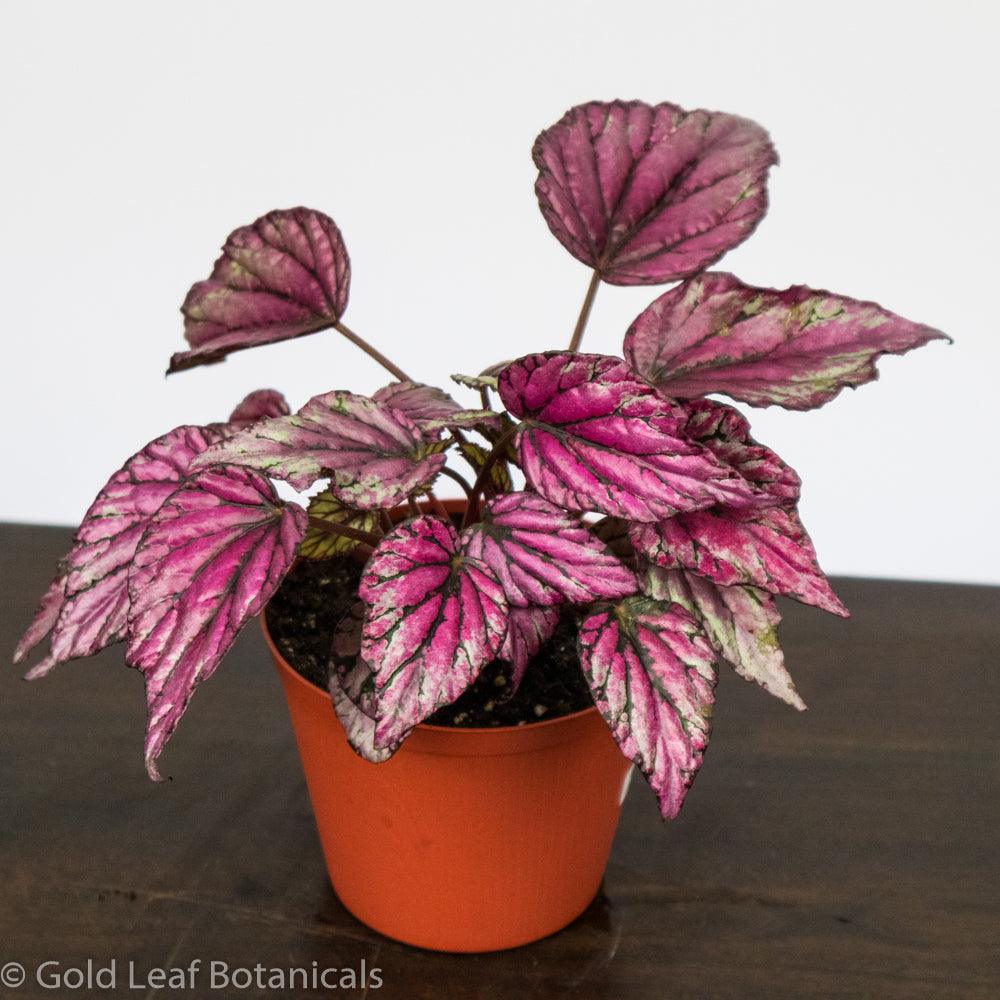 Begonia Rex Salsa - Gold Leaf Botanicals