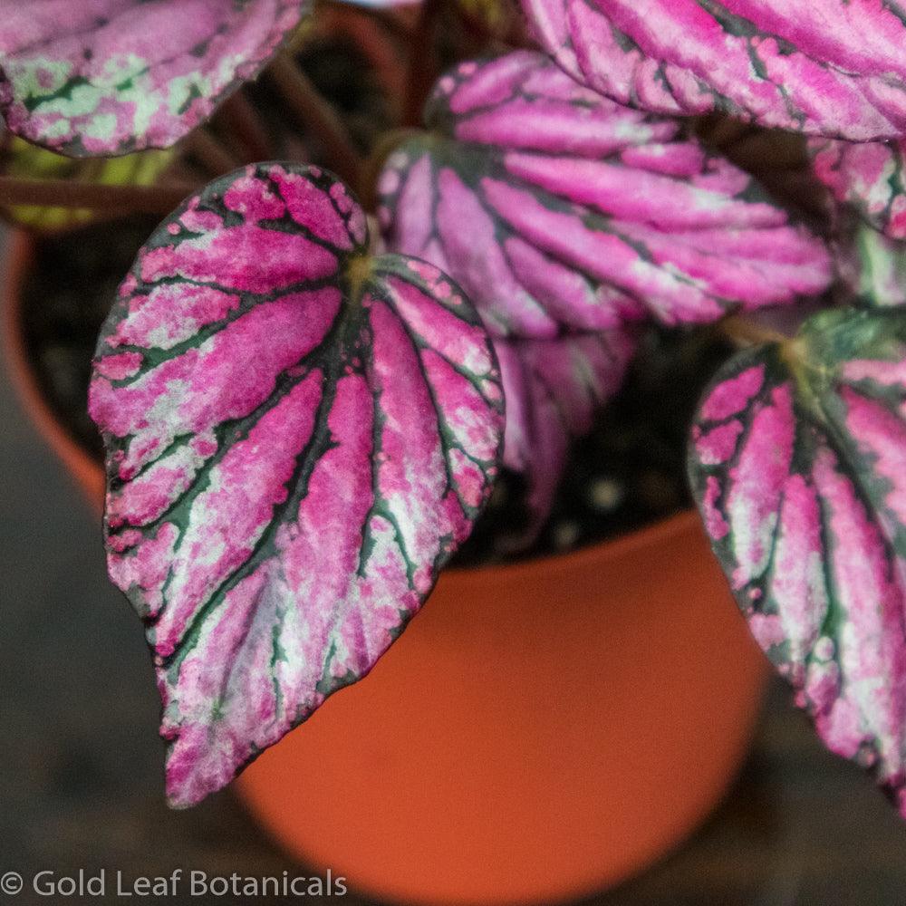 Begonia Rex Salsa - Gold Leaf Botanicals