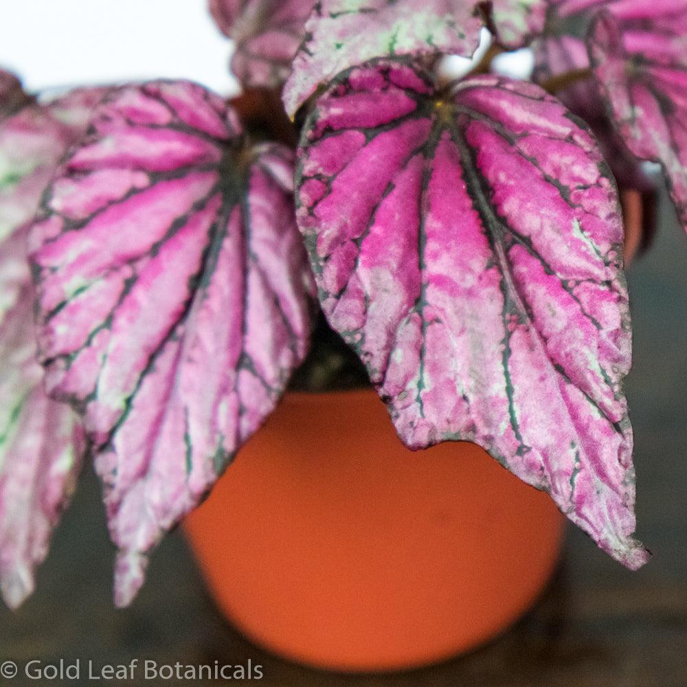 Begonia Rex Salsa - Gold Leaf Botanicals