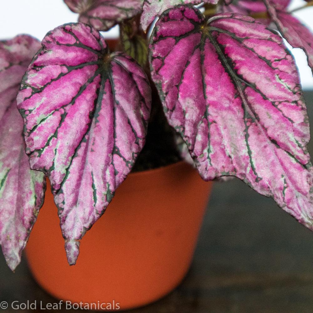 Begonia Rex Salsa - Gold Leaf Botanicals