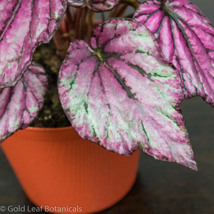 Begonia Rex Salsa - Gold Leaf Botanicals