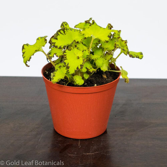 Begonia Rex River Nile - Gold Leaf Botanicals